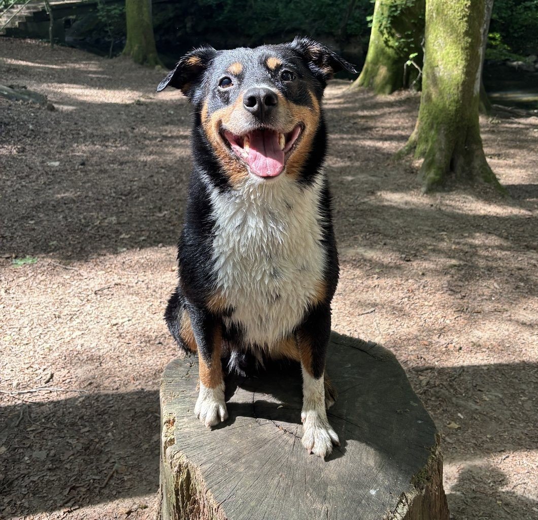 Chien assis sur une souche en pleine forêt, au Luxembourg