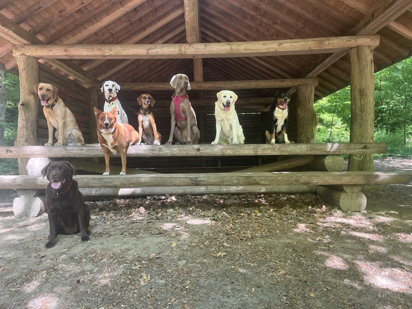 Chiens alignés sous un abri forestier