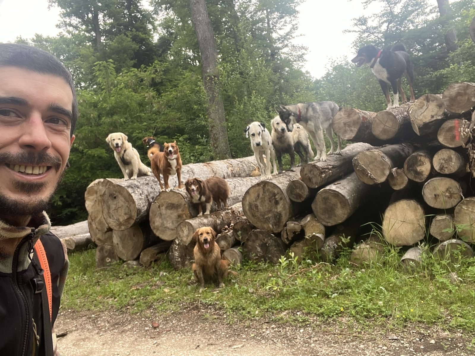 Chiens perchés sur des troncs en forêt