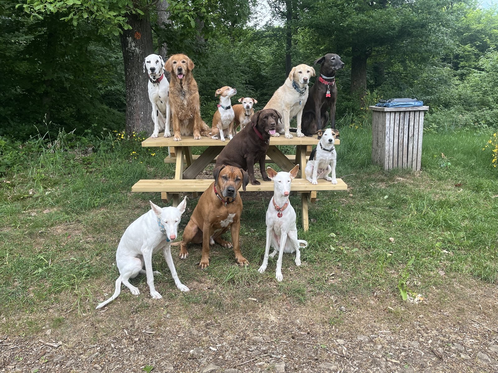 Groupe de chiens en pause pendant la promenade