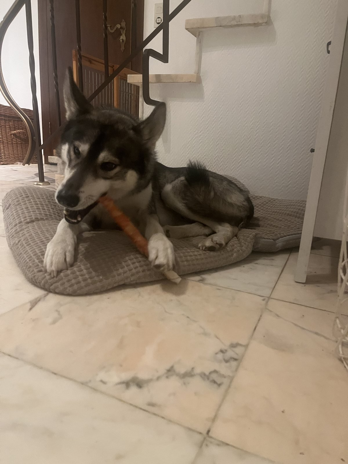 Chien occupé à mâcher, installé au calme