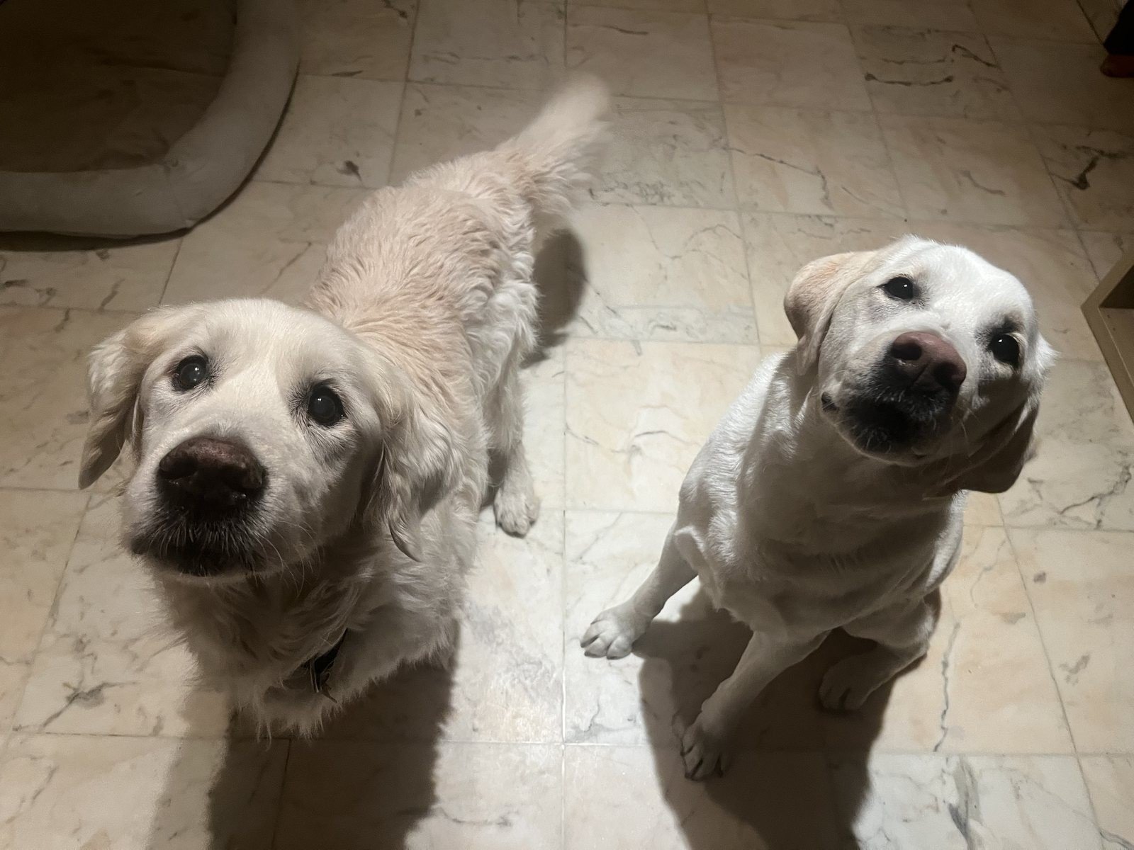 Deux chiens attendant tranquillement à l'intérieur