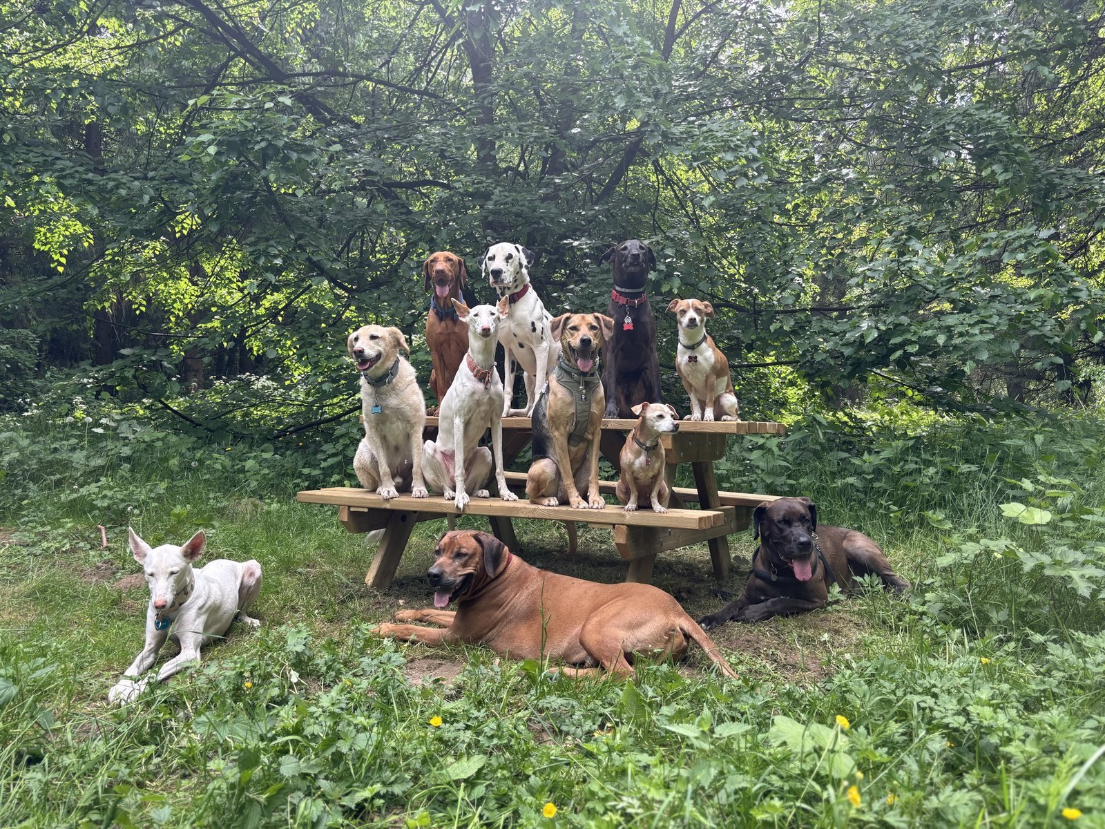Chiens rassemblés dans une clairière