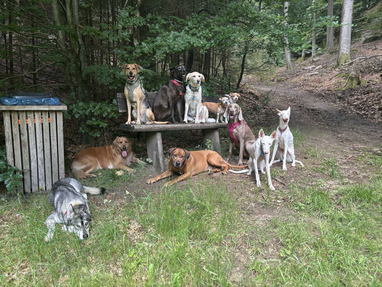 Groupe de chiens rassemblés en forêt