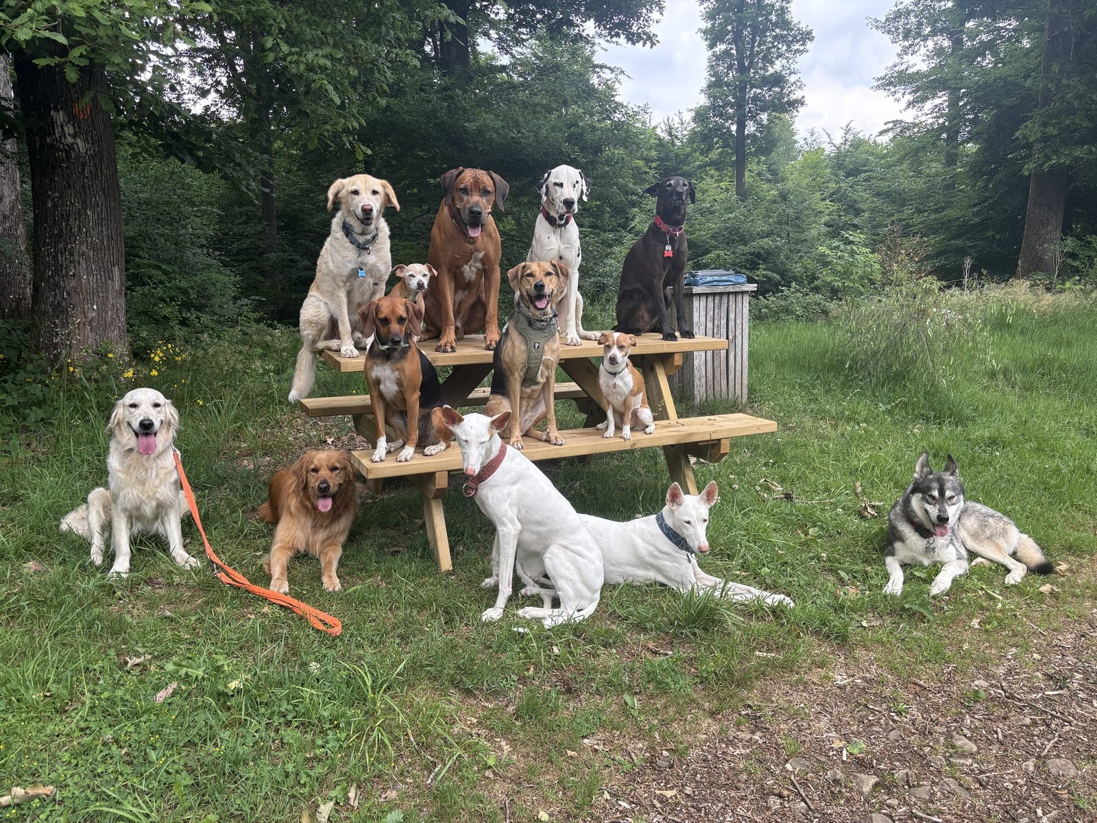 Groupe de chiens réunis autour d'une table en forêt