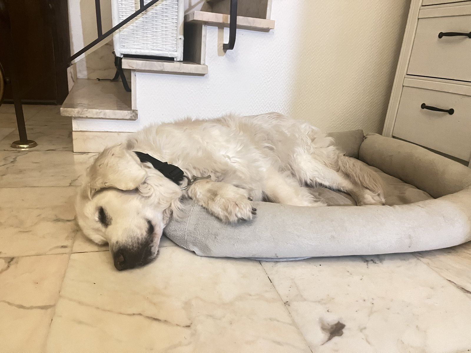 Chien profondément endormi