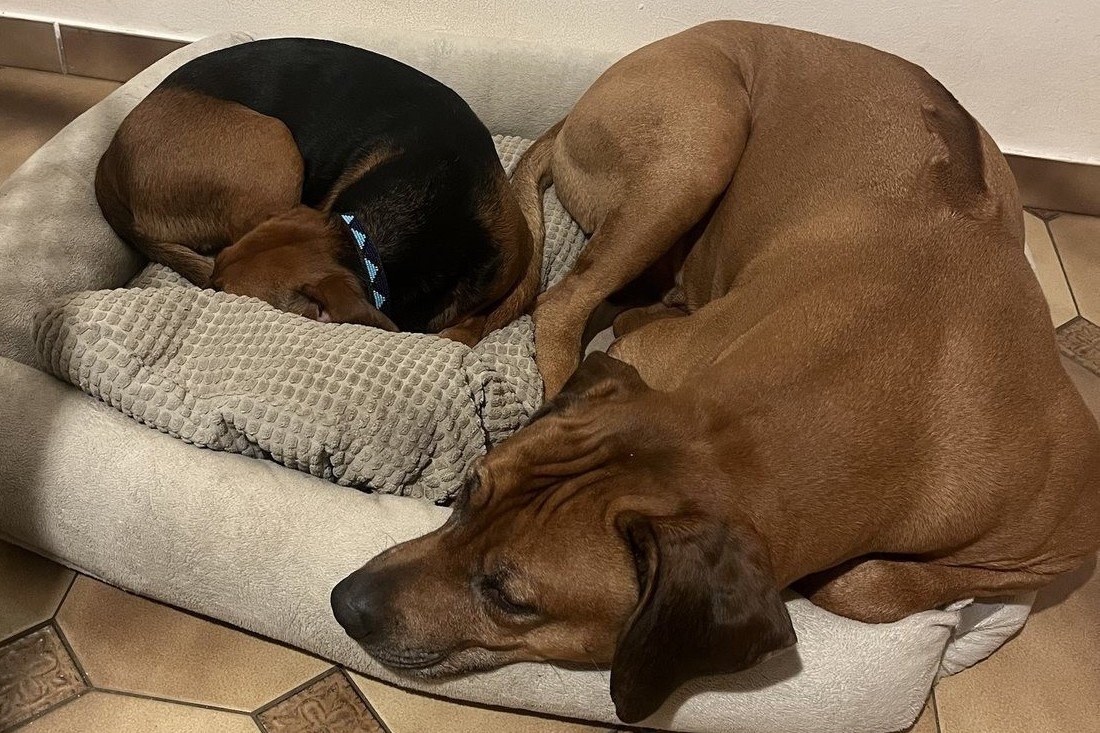 Deux chiens endormis dans le même panier