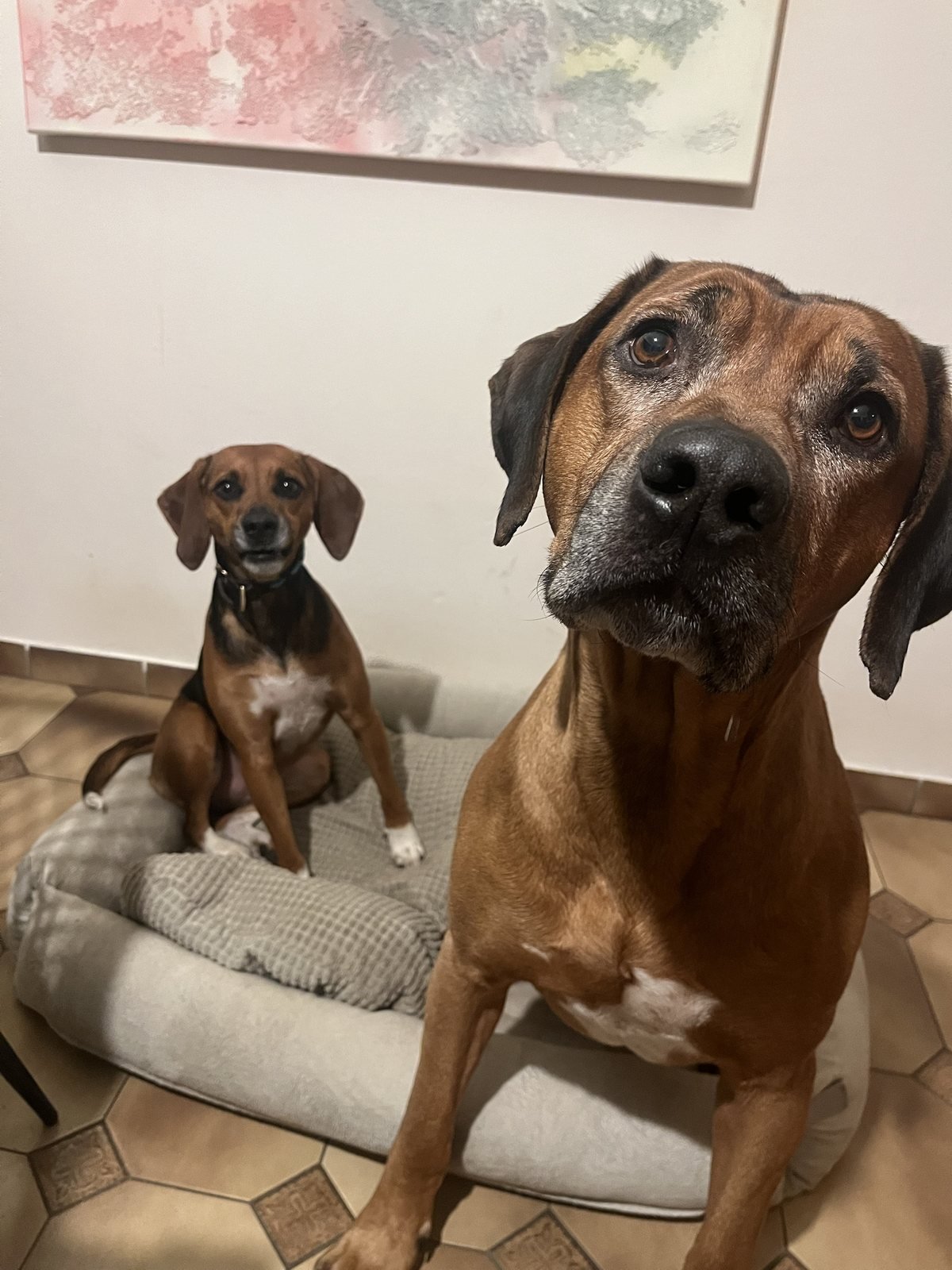 Deux chiens au repos à l'intérieur
