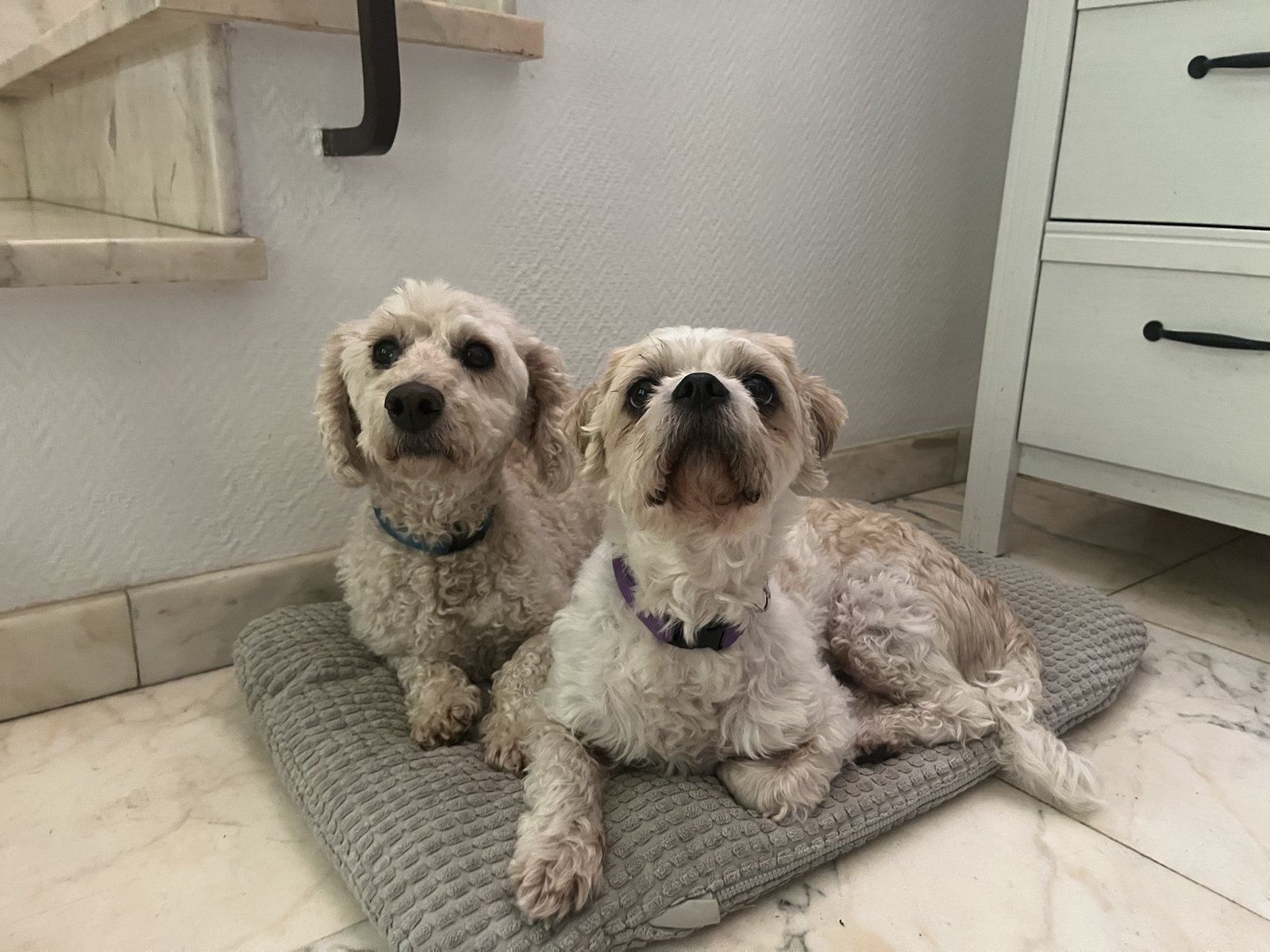 Deux petits chiens installés sur un coussin