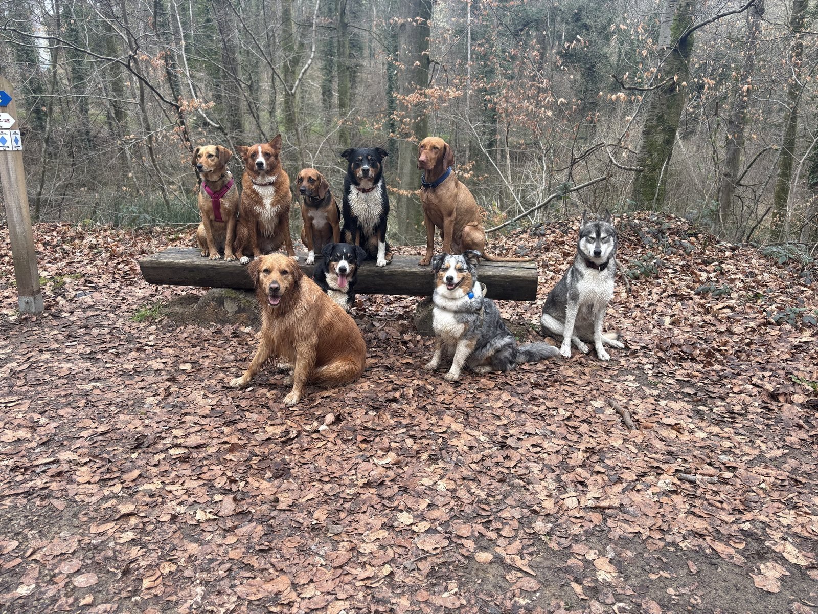 Groupe de chiens en sous-bois