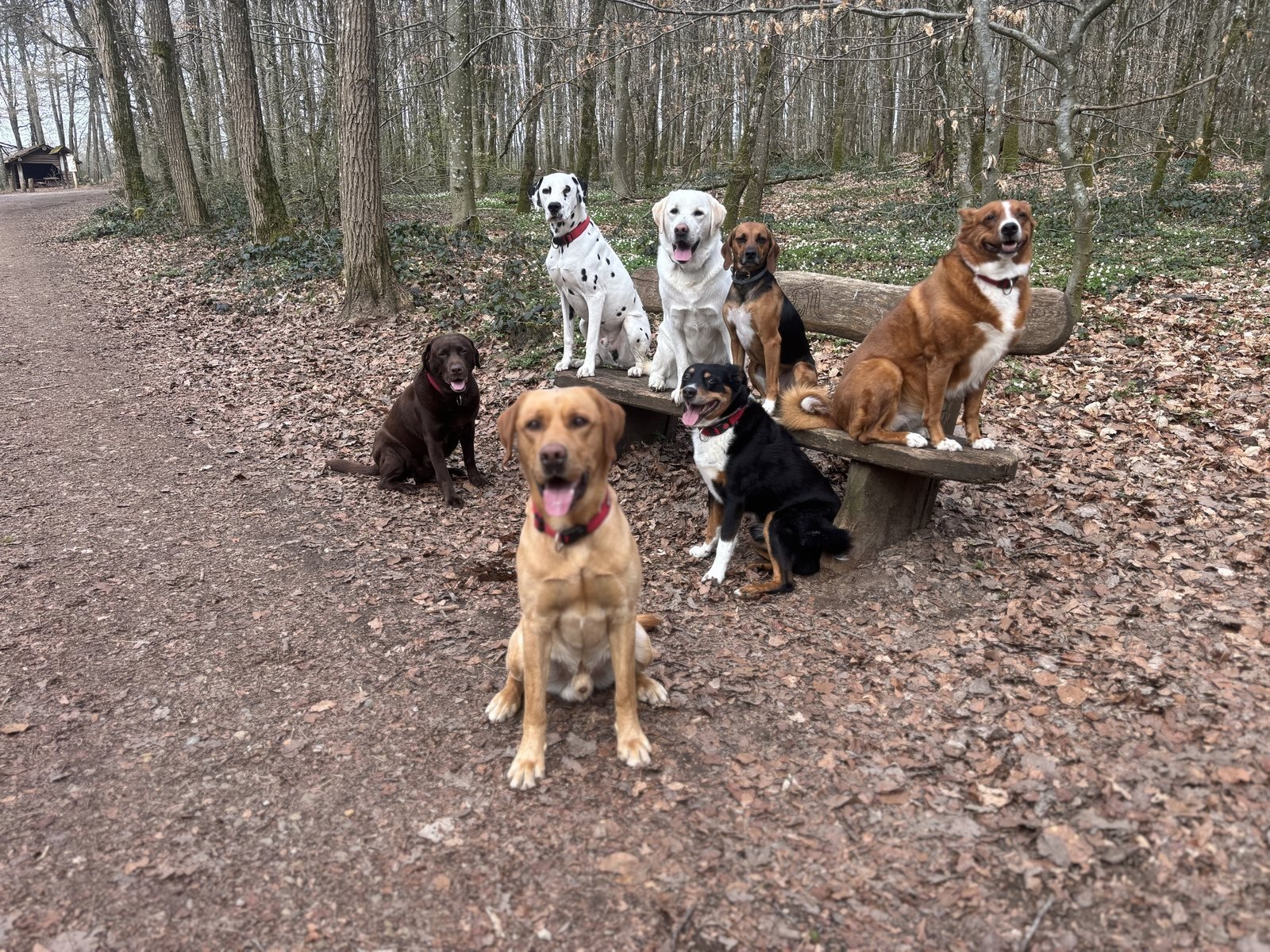 Groupe de chiens sur un chemin forestier au Luxembourg