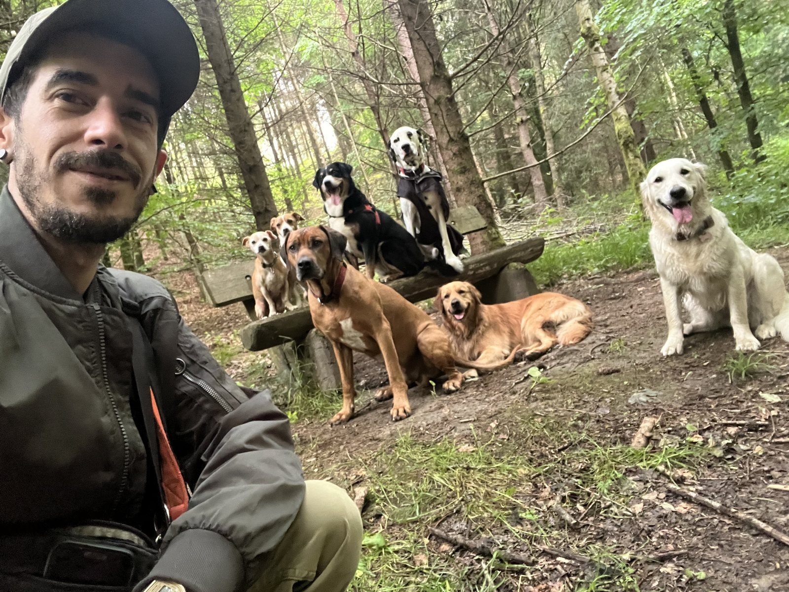Groupe de chiens assis sur un banc en forêt pendant une promenade